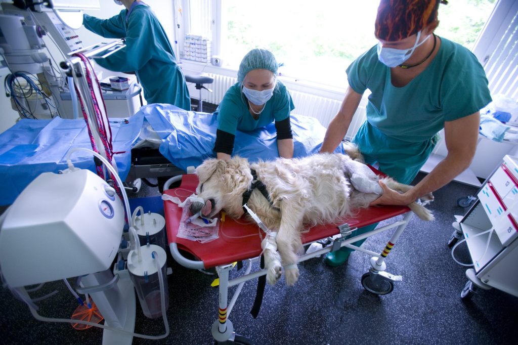 Wieso nehmen sich so viele Tierärzte das Leben?