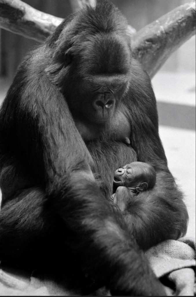 Diese Basler Rekorde musst du kennen