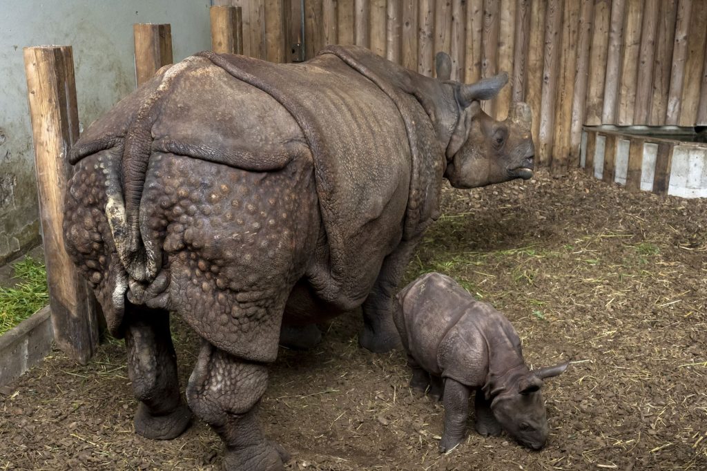 Diese Basler Rekorde musst du kennen