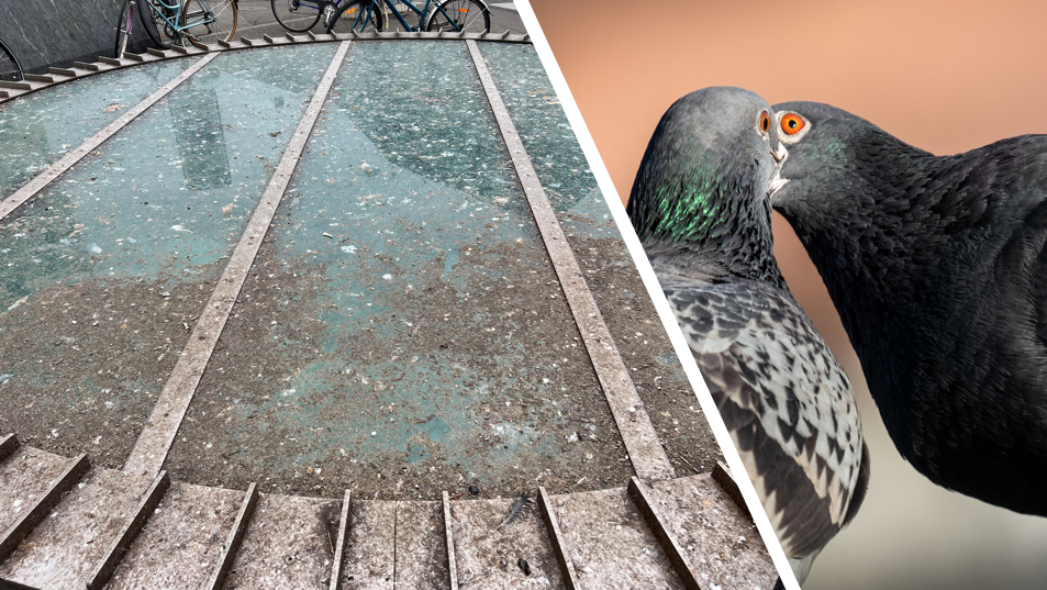 Basler Willkommensgruss am SBB: ein Haufen Taubenscheisse