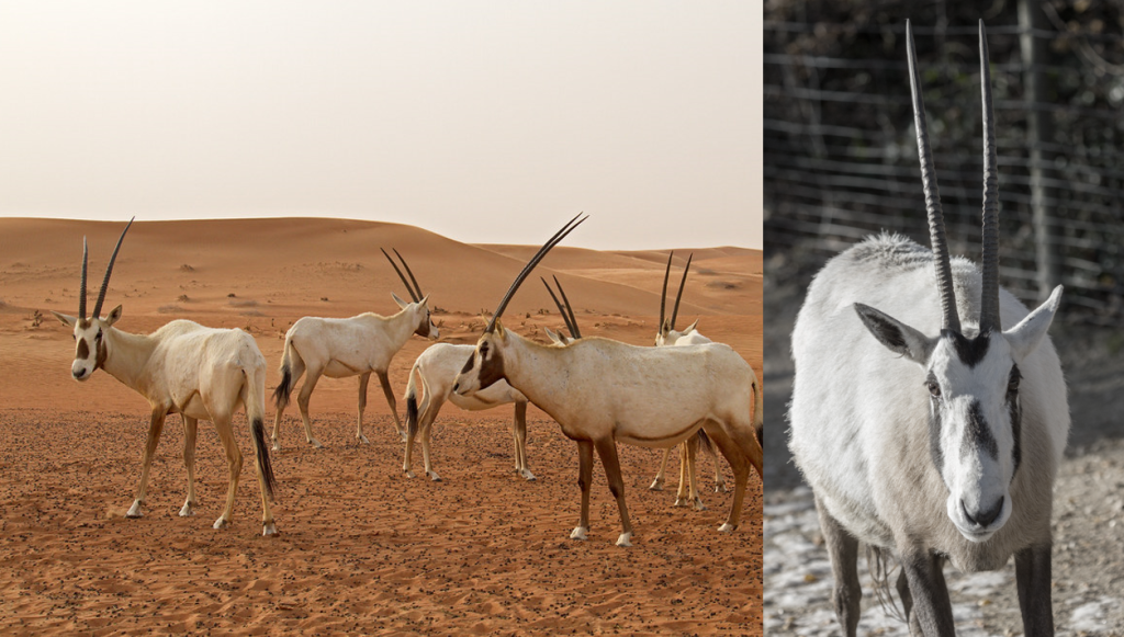 Experten schlagen Alarm: Immer mehr Tierarten gibt es nur noch im Zoo