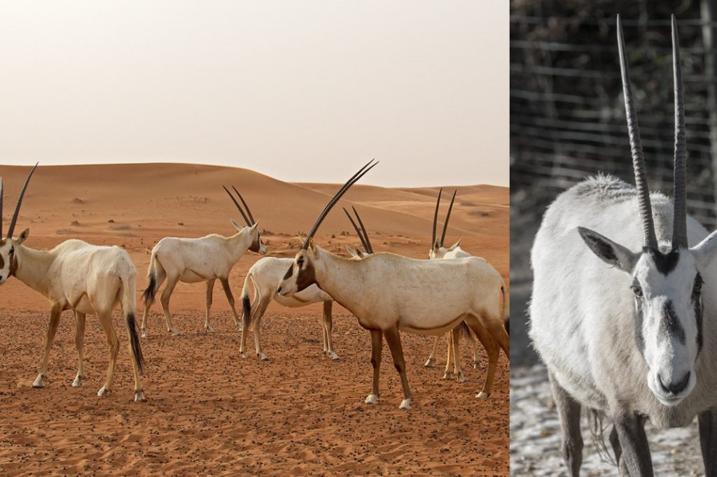 Experten schlagen Alarm: Immer mehr Tierarten gibt es nur noch im Zoo