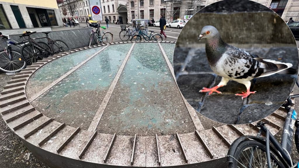 Stadtreinigung: «Es ist so verkotet, weil die Tiere gefüttert werden»