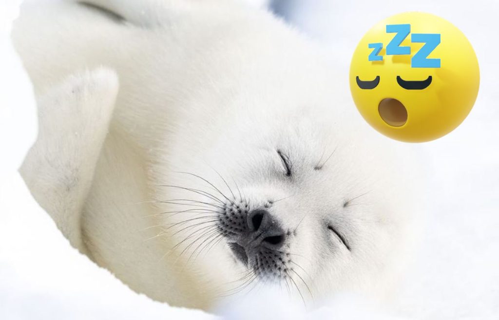 So müde wie du: Diese kleinen Vierbeiner und Fellknäuel spüren den Freitag