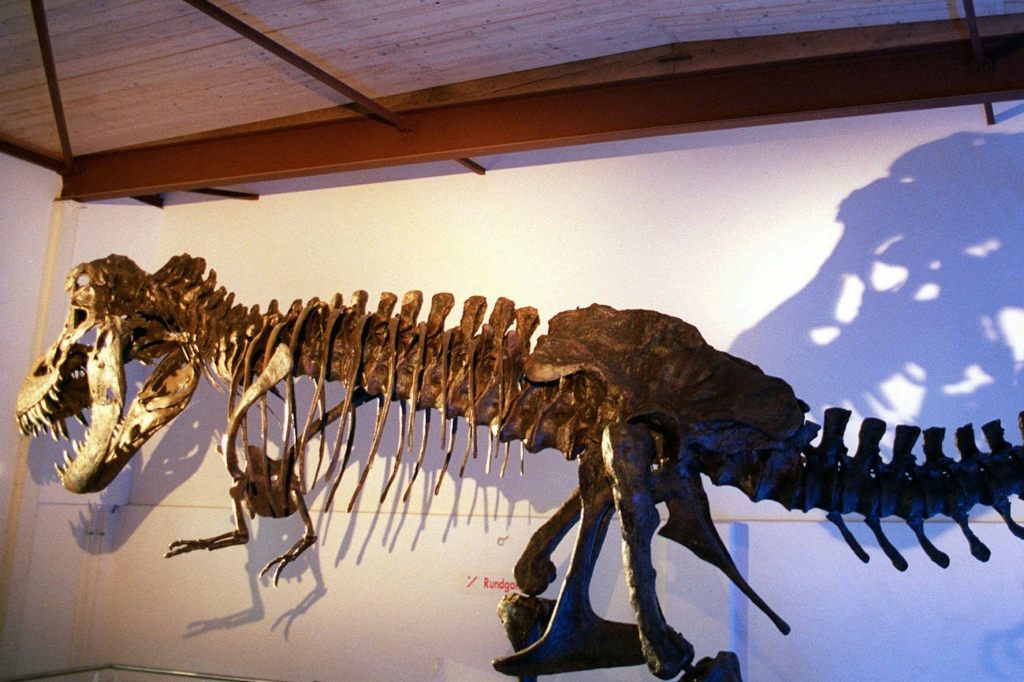In Zürich wird ein millionenschweres T-Rex-Skelett versteigert