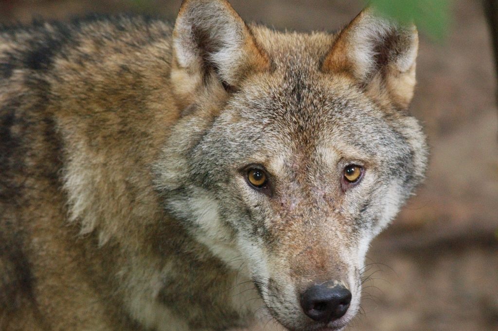 Ein tierischer Rekord: Bündner Wolf wandert fast 2000 Kilometer nach Ungarn