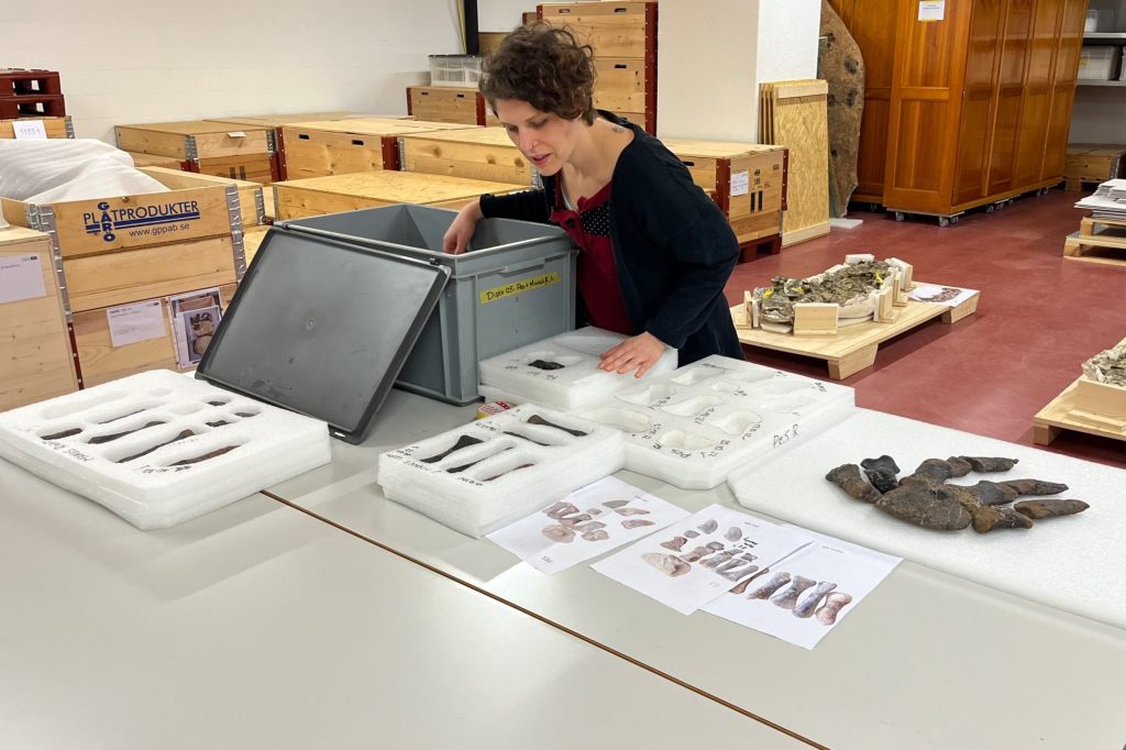 Dino-Jungtier soll die neue Attraktion werden