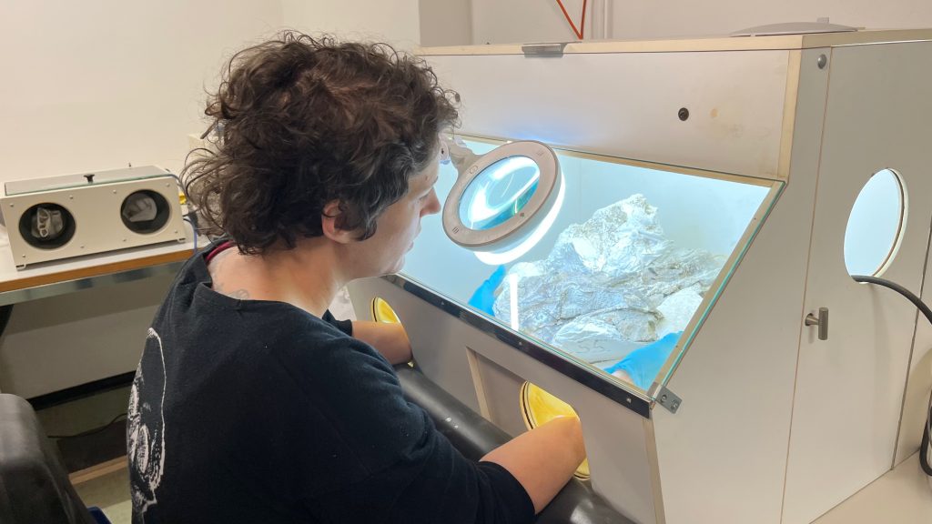 Dino-Jungtier soll die neue Attraktion werden