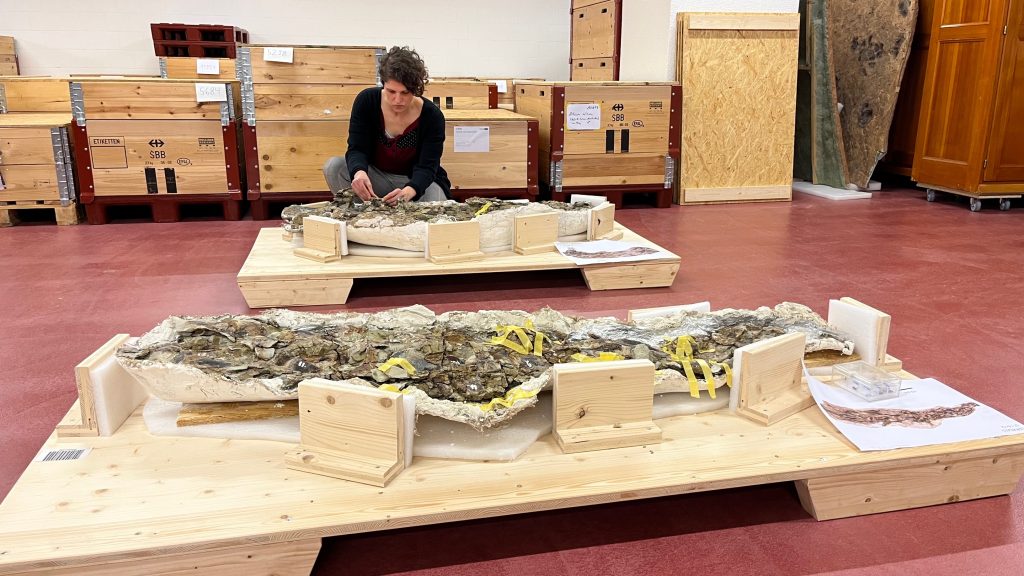 Dino-Jungtier soll die neue Attraktion werden