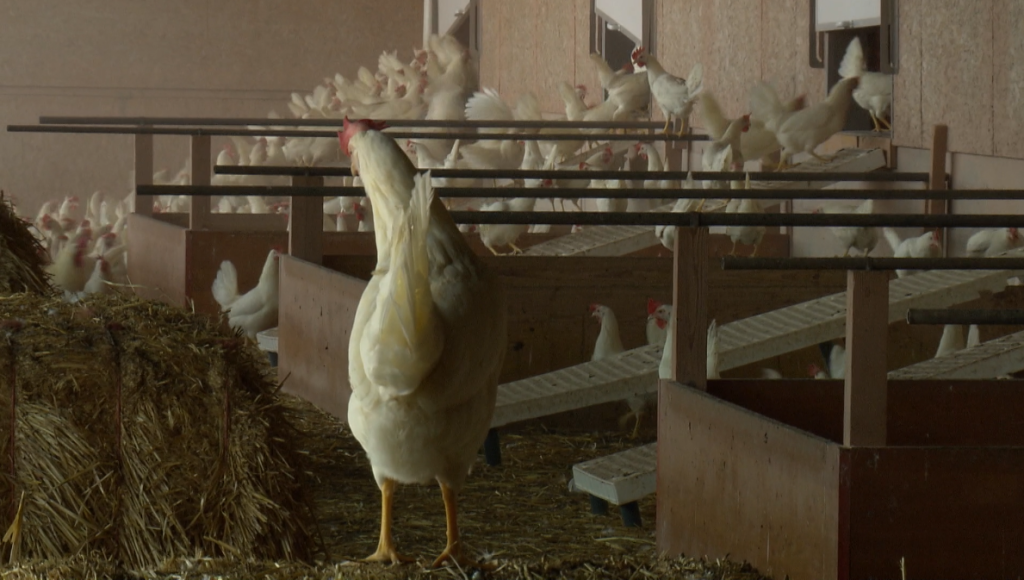 Die Hühner müssen weiter im Lockdown bleiben