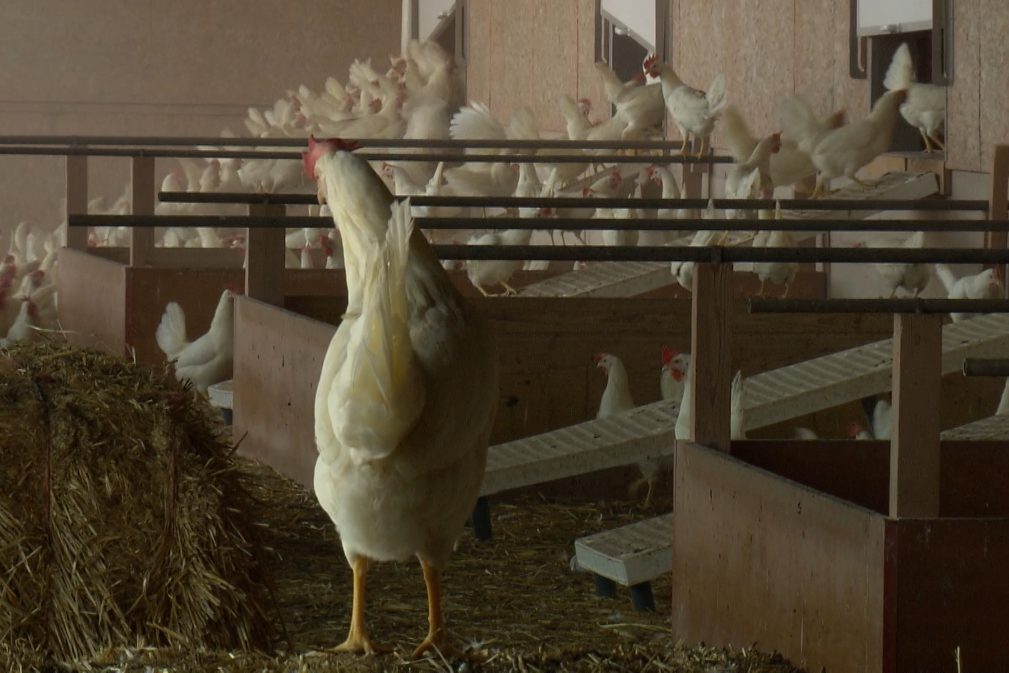 Die Hühner müssen weiter im Lockdown bleiben