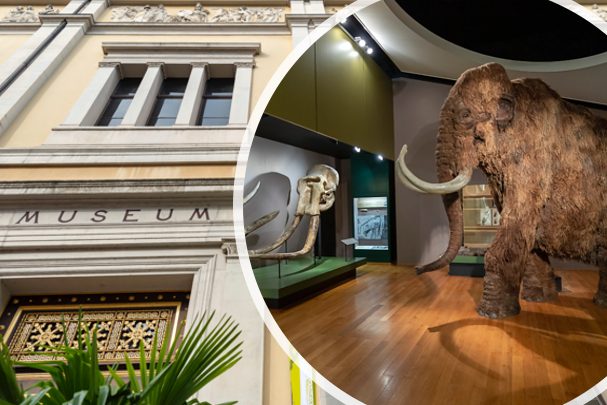 Wieder mehr Besucher in den Museen