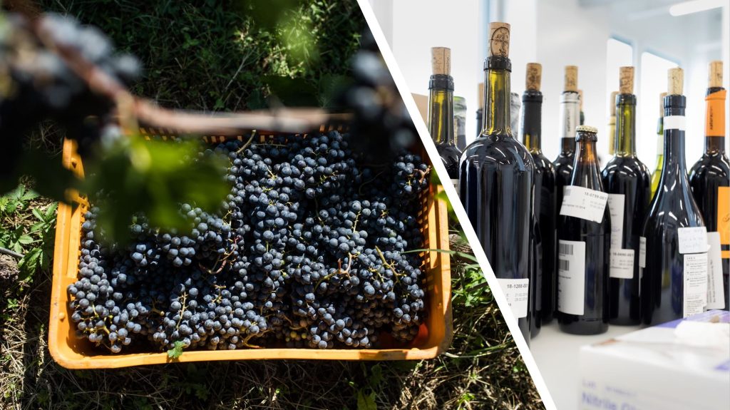 Wein aus dem Jahr 2022 wird hervorragend