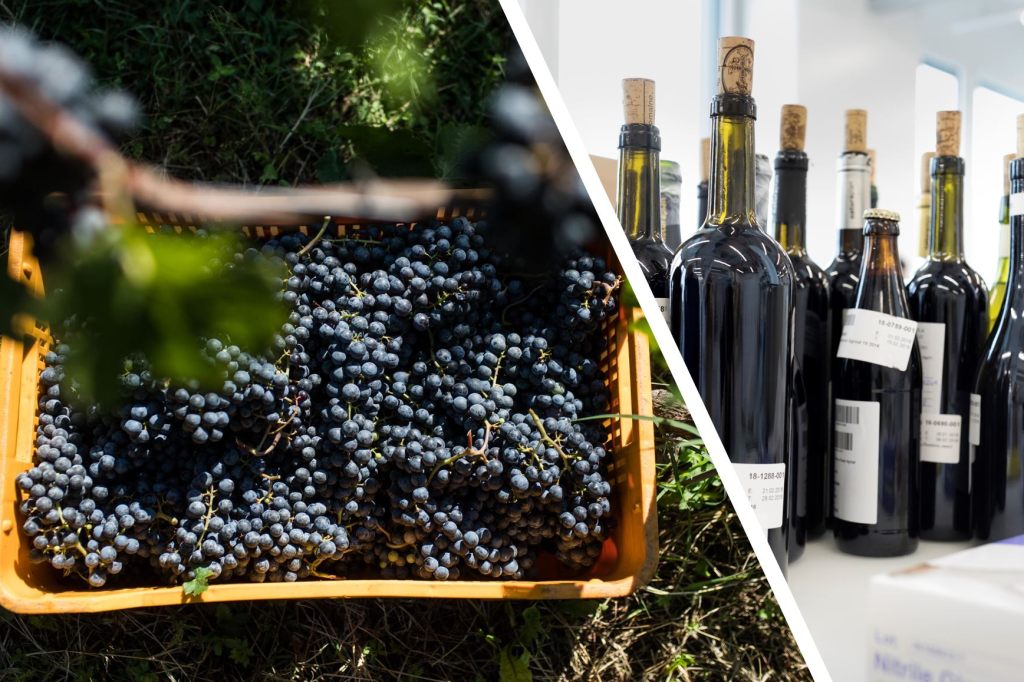 Wein aus dem Jahr 2022 wird hervorragend