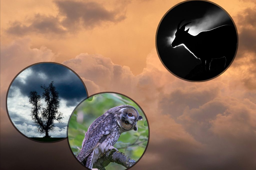 «Schnappschuss»: Das sind die besten Amateur-Naturbilder