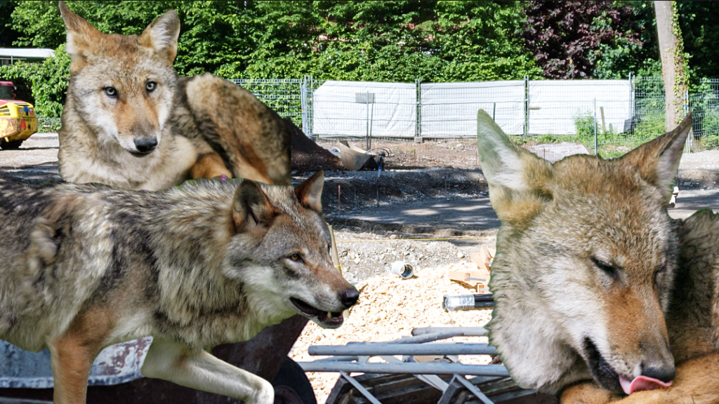 Auf 5’000 Quadratmetern wird gebaut: Der Wolf kommt in die Langen Erlen