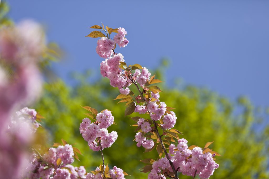 Ab ins Freie: die Bluescht startet