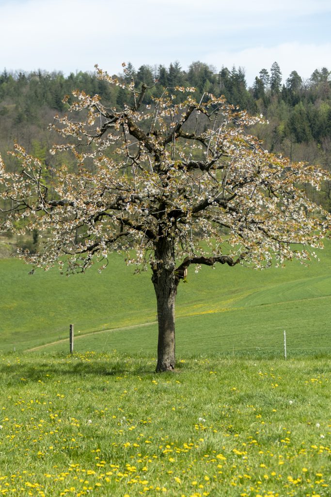 Ab ins Freie: die Bluescht startet
