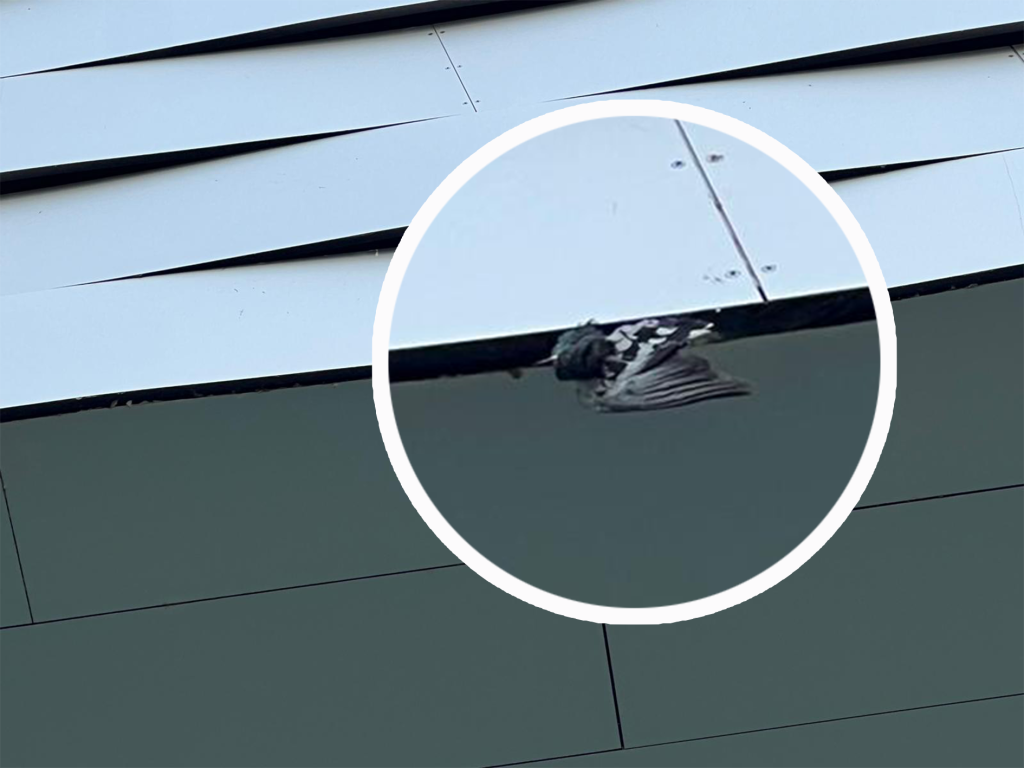 Messe-Fassade wird für viele Tauben zur Todesfalle