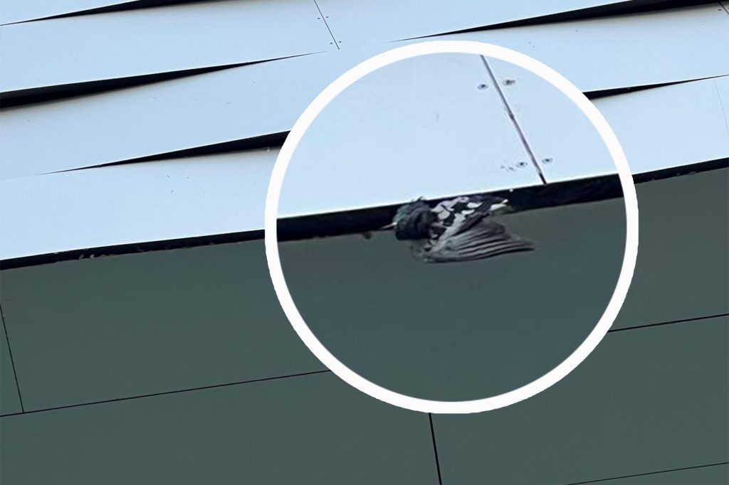 Messe-Fassade wird für viele Tauben zur Todesfalle