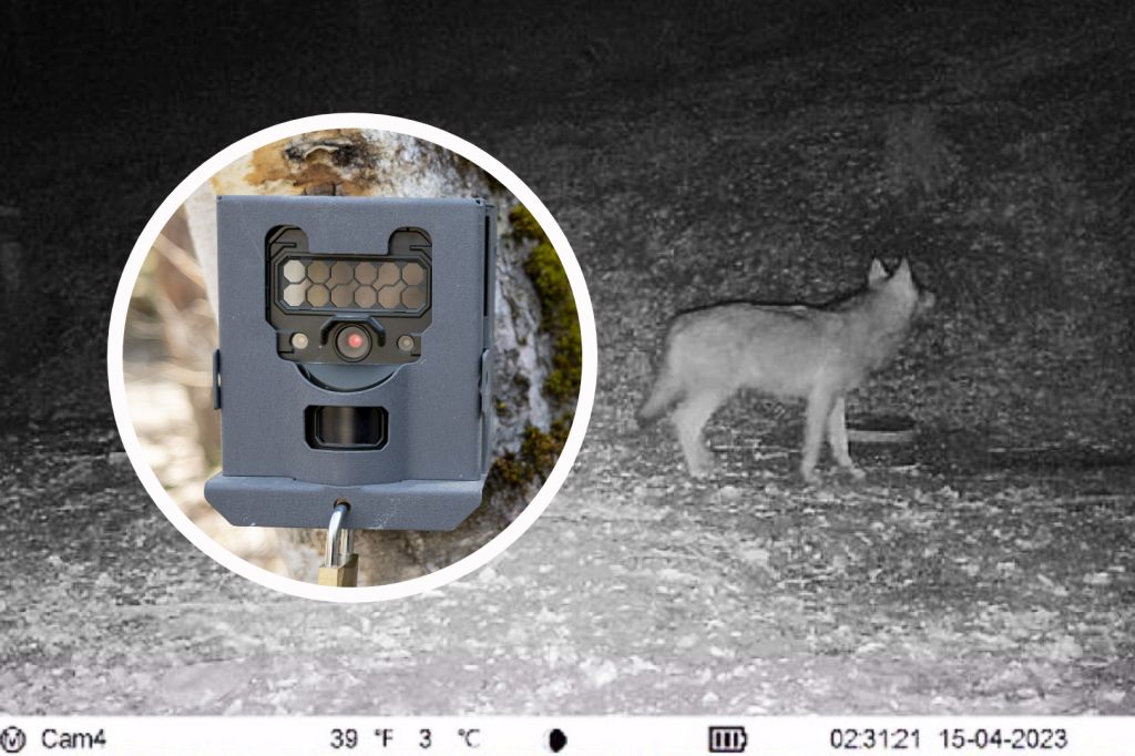 Hier tappt ein Wolf in Brislach in die Fotofalle