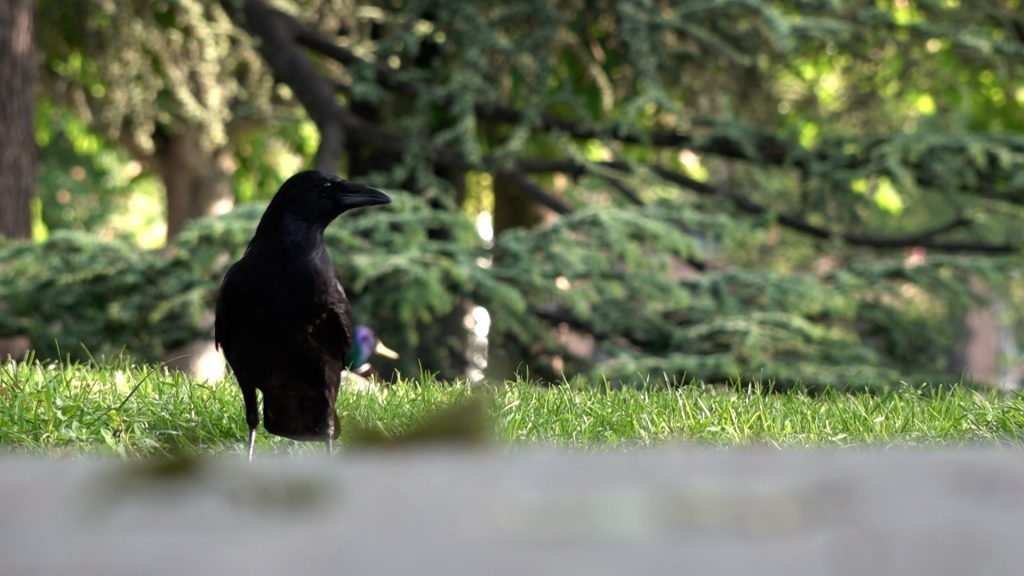 Tschüss Steinkauz, Feldlerche und Co: Das Artensterben in Basel schreitet voran