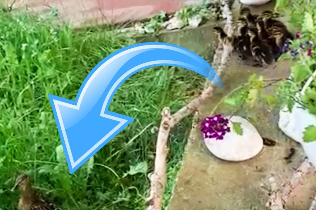 Diese zehn Entlein springen gerade ins Pfingstwochenende