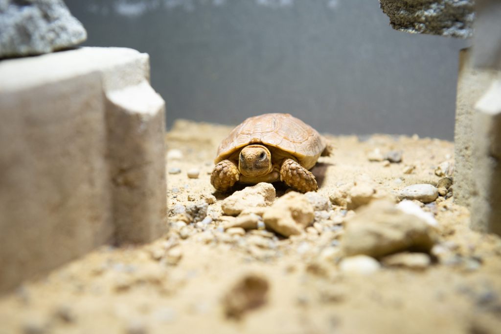 Höchstens 13 Zentimeter lang: Diese Mini-Schildkröte gibt es nur im Basler Zolli