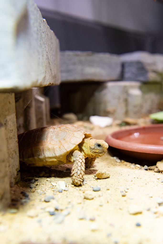 Höchstens 13 Zentimeter lang: Diese Mini-Schildkröte gibt es nur im Basler Zolli