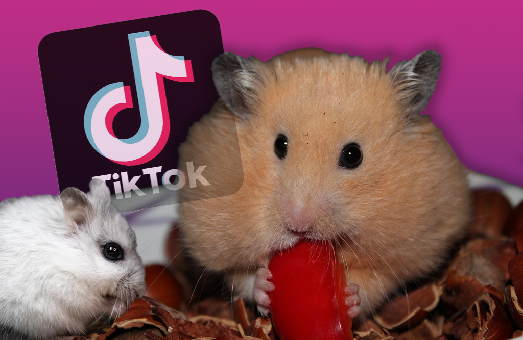 Diese Hamster versüssen dir den Wochenbeginn