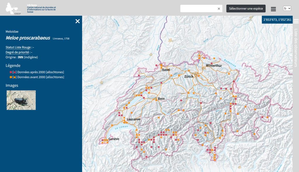 Ölkäfer: Hochgefährlich oder doch ganz harmlos?