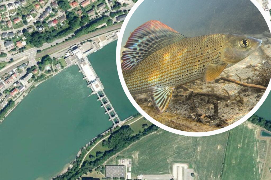 Rheinkraftwerk Säckingen muss den Fischen die Wanderung erleichtern