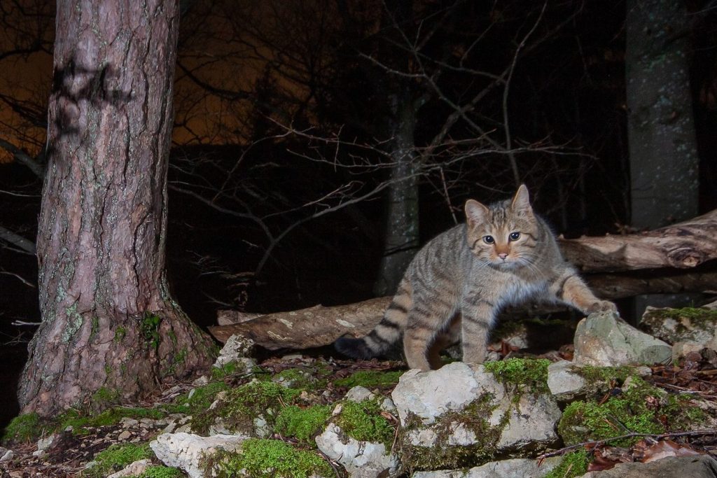 Diese Katze solltest du besser nicht streicheln
