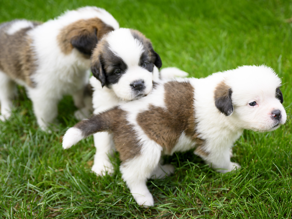 Im Kanton Basel-Stadt leben fast 6000 Hunde – so viele waren es zuletzt 1988