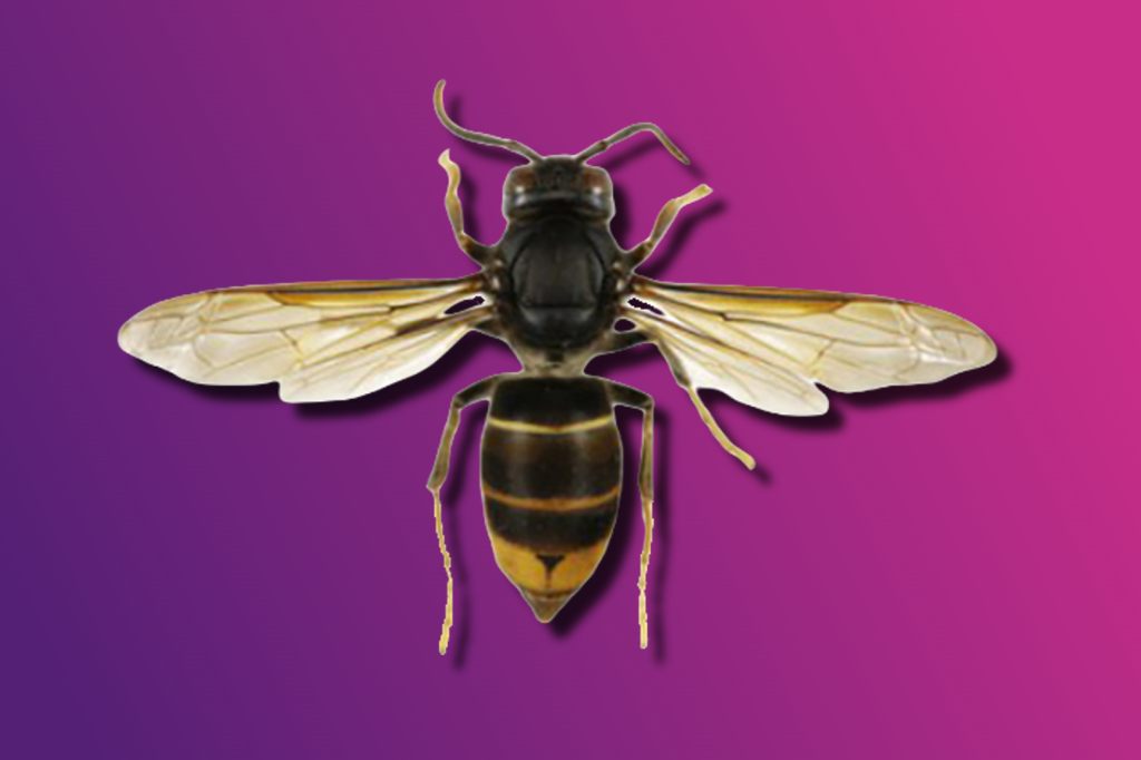 Wenn du diese Hornisse siehst, solltest du reagieren