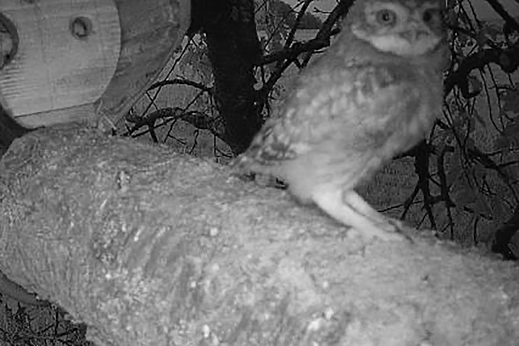 Steinkauz brütet erstmals wieder in der Nordwestschweiz