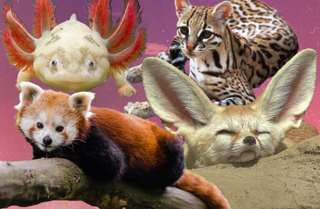 Süss aber unbekannt: Diese zehn Tiere werden dir nicht mehr aus dem Kopf gehen