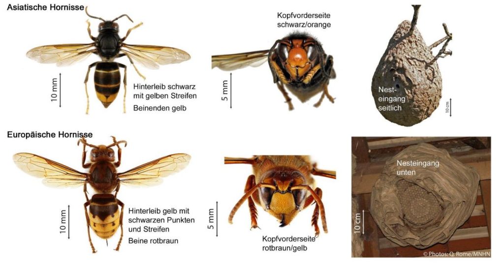 Wenn du diese Hornisse siehst, solltest du reagieren