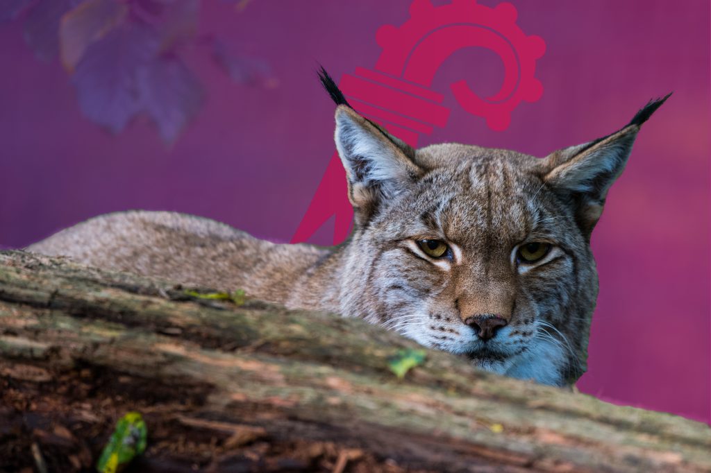 Leben mit dem Luchs im Tafeljura – was ändert sich?