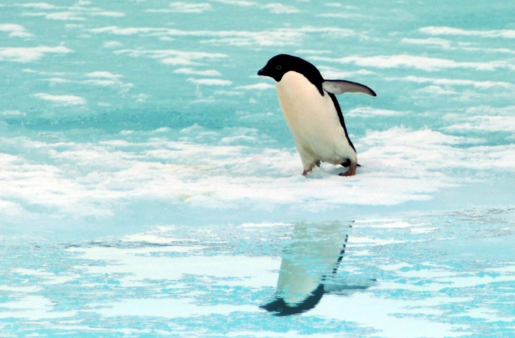 Australien plant Meeresschutzgebiet von der Grösse Spaniens