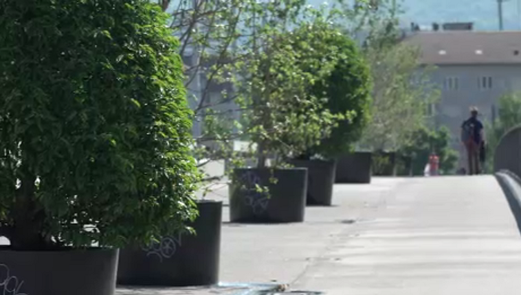 Stadtgärtnerei räumt ein: Aufwand für Topf-Bäume ist grösser als deren Ökoleistung