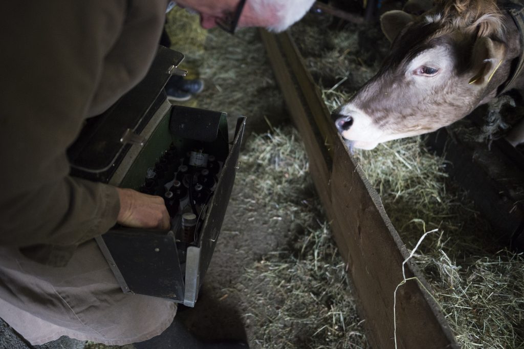 Engpass bei Medikamenten für Kälbli & Co.