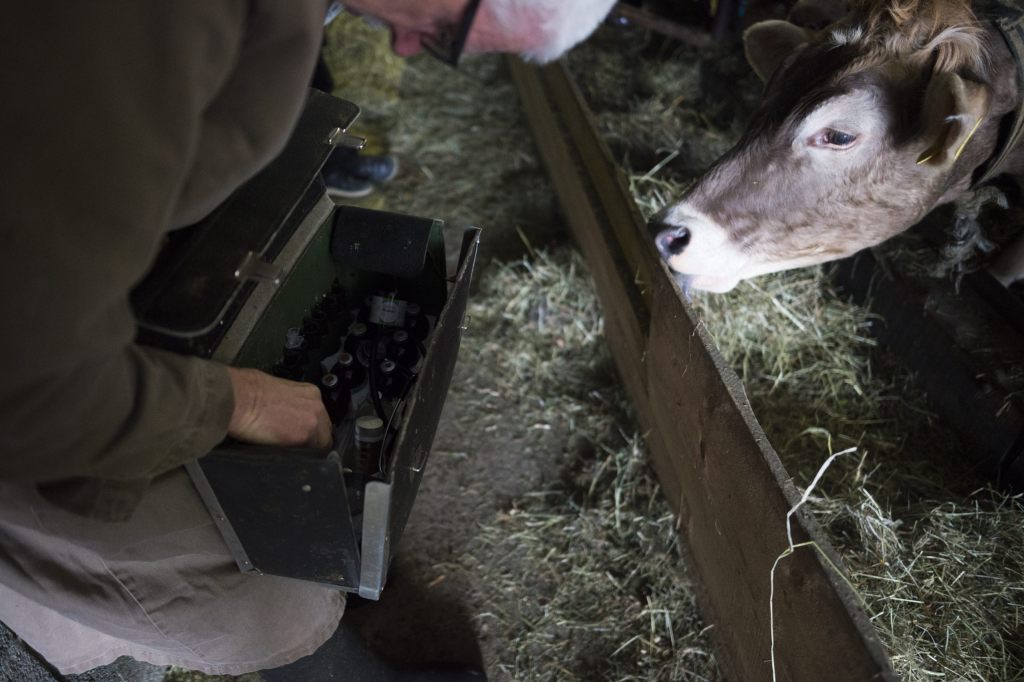 Engpass bei Medikamenten für Kälbli & Co.
