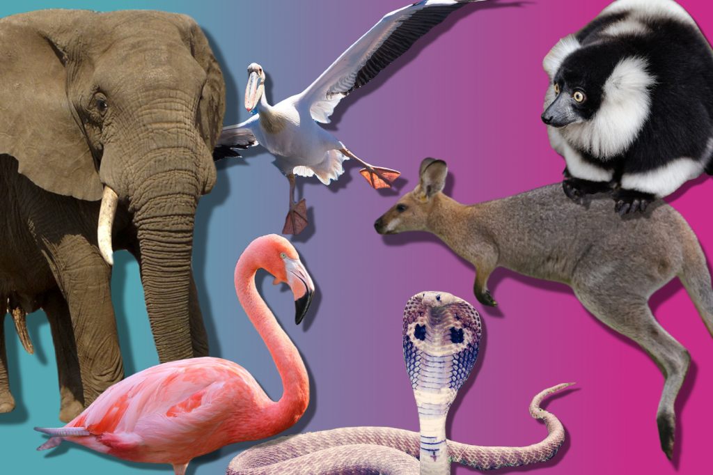 Trampeln, hüpfen, zischen: Diese ausgebüxten Tiere hielten uns schon in Atem