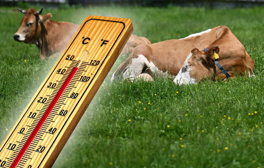 Kühen und Schweinen macht die Hitze zu schaffen