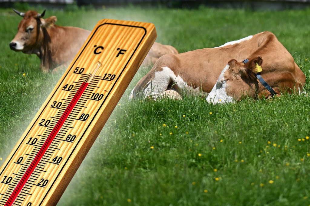 Kühen und Schweinen macht die Hitze zu schaffen