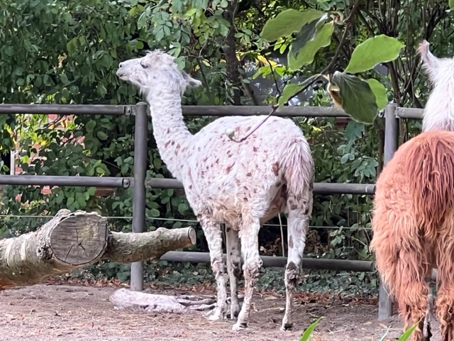 Im Zolli ist ein Baby-Lama zur Welt gekommen