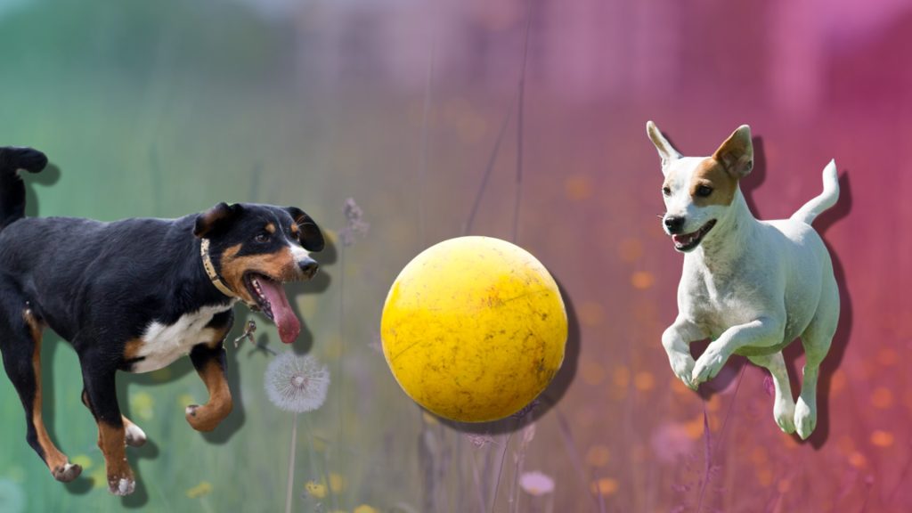 Hier kann dein Hund bald ohne Leine toben