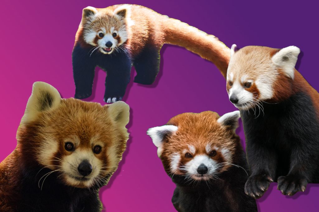 Diese Roten Pandas versüssen dir den Wochenstart