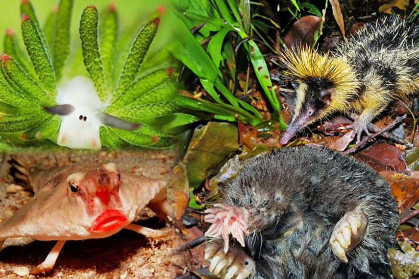 Du denkst, du hast schon alles gesehen? Das sind die skurrilsten Tiere der Welt